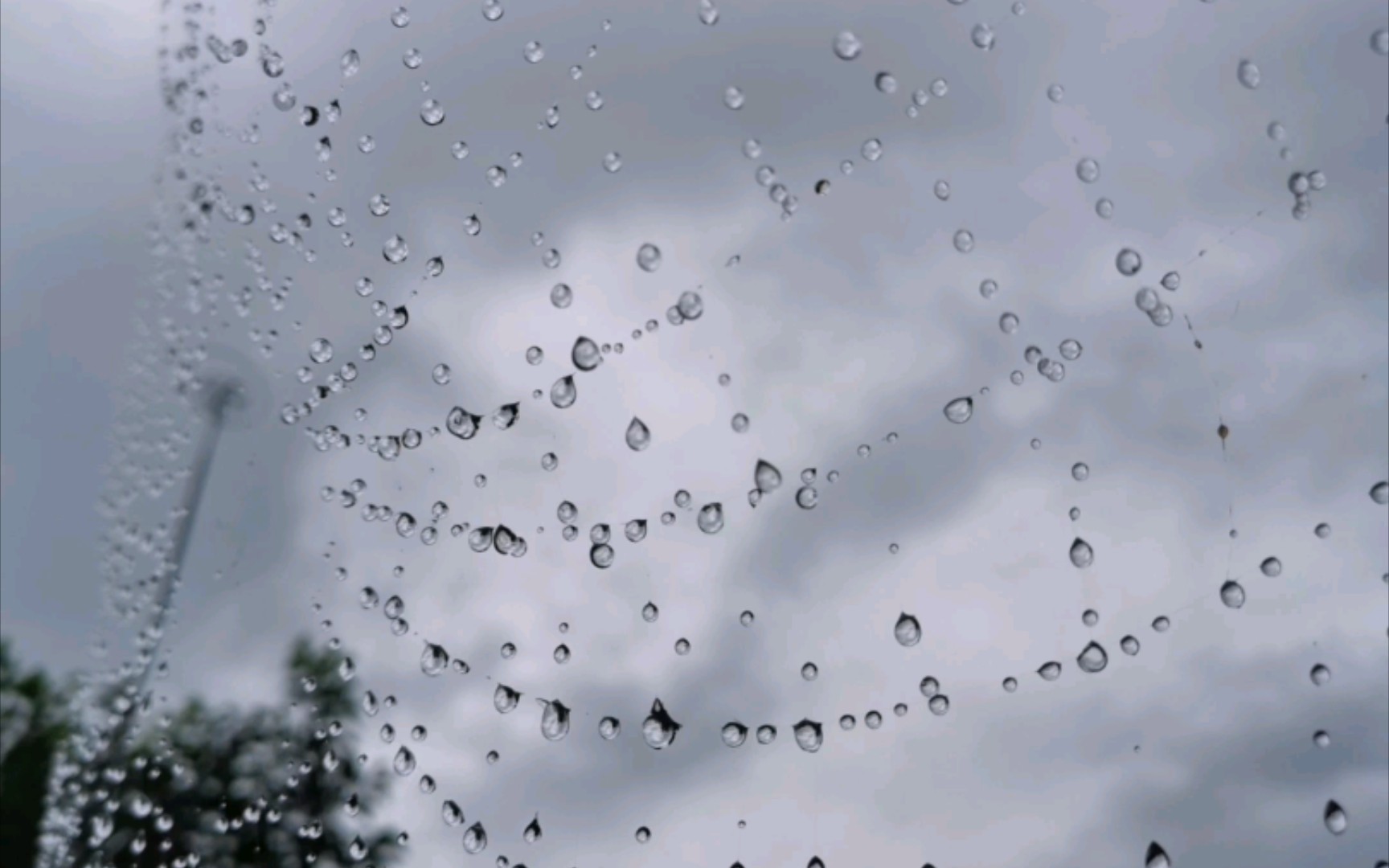 [图]雨后蛛网