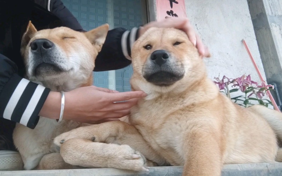 【田园犬】皇帝回来了,可能是误食了有毒物,今天rua有点蔫巴巴的狗狗哔哩哔哩bilibili