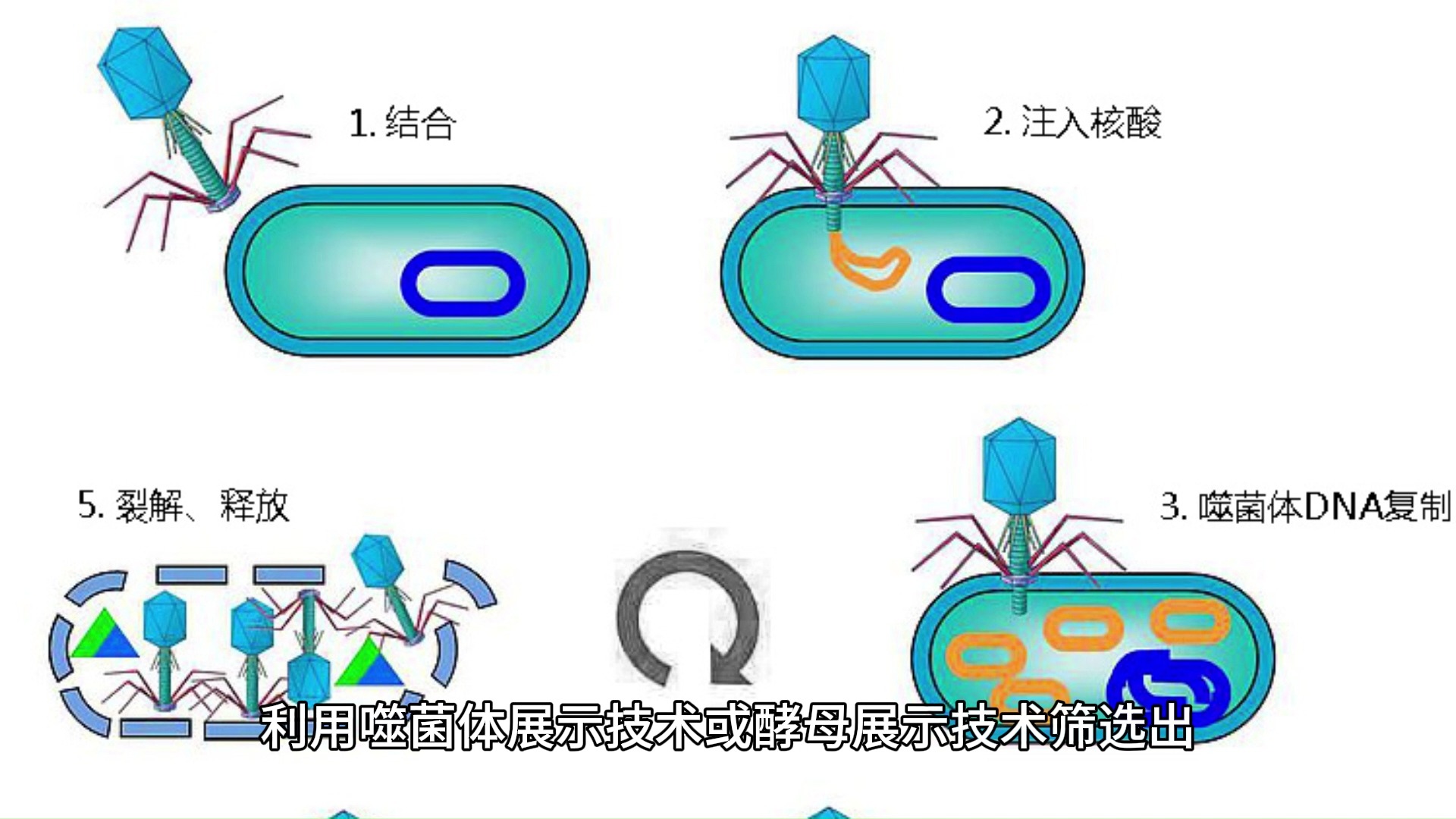 [图]构建MFAP4纳米抗体——艾柏森生物