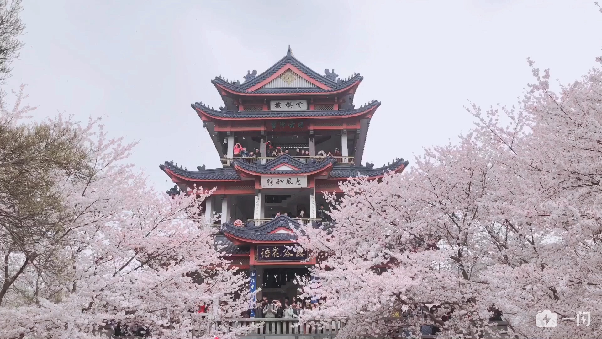 [图]樱花呀樱花呀