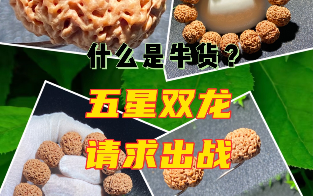 五星双龙尼泊尔大金刚菩提手串哔哩哔哩bilibili