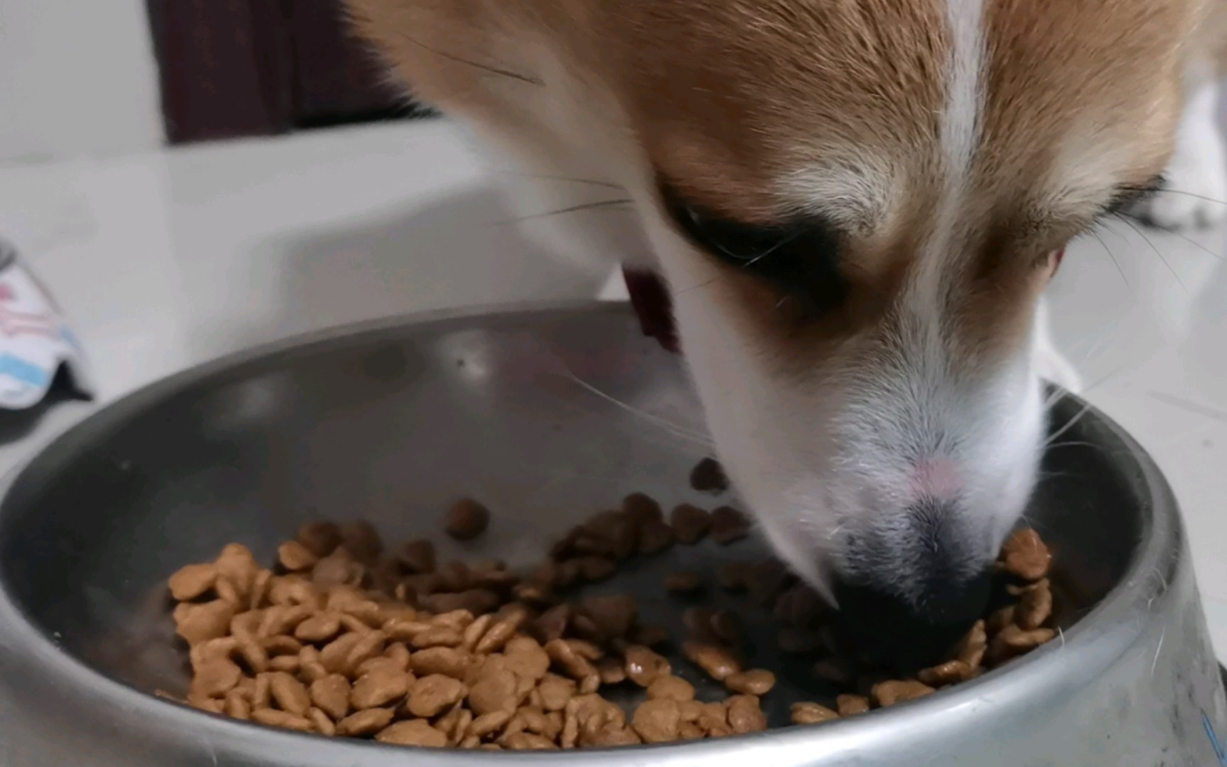 柯基沉浸式吃饭