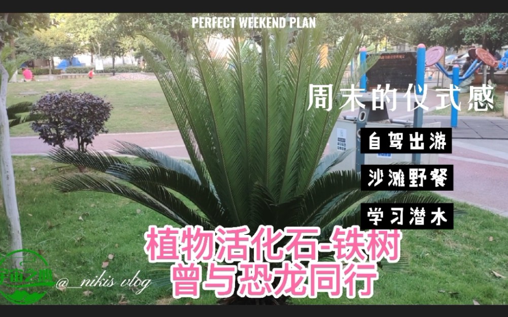 长沙神农尝百草,本草纲目视频化之苏铁,与恐龙同行的植物活化石哔哩哔哩bilibili