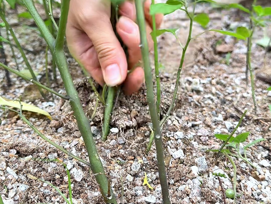 白花菜也叫龙葵,村里的老先生喜欢采收它的根茎回家晒干哔哩哔哩bilibili