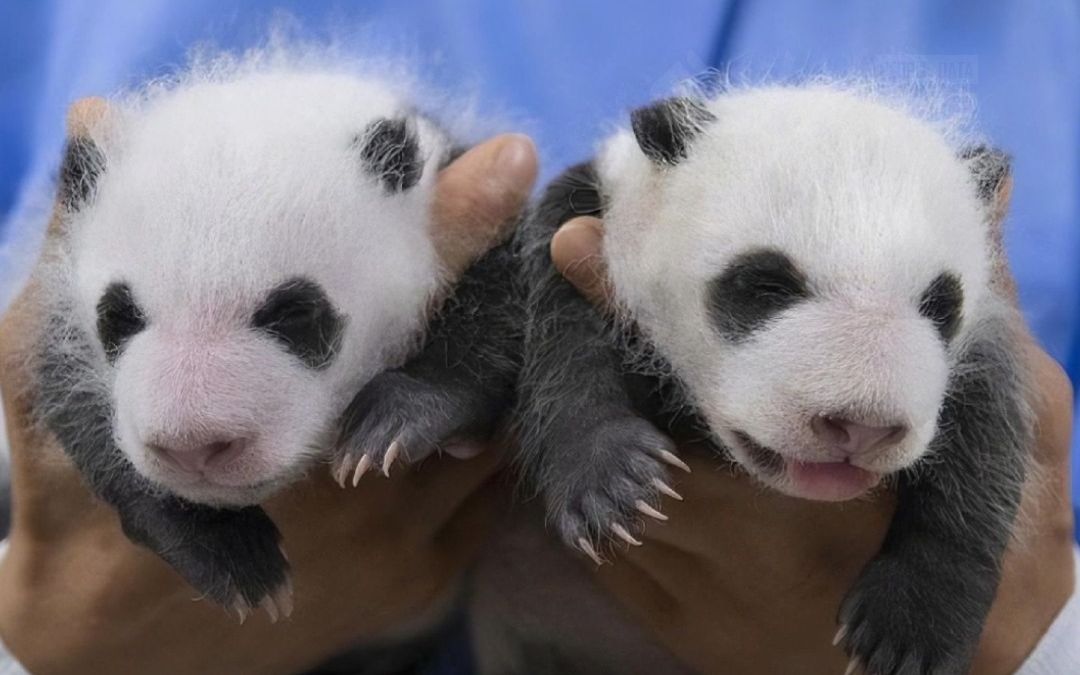 好可爱!爱宝双胞胎宝宝满月照来了.