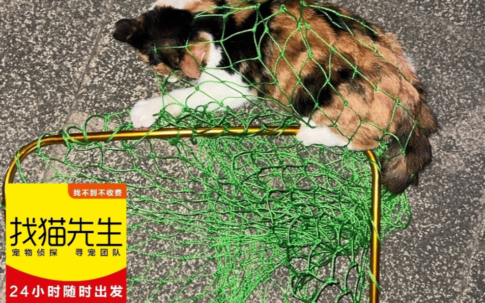 杭州找猫团队 猫丢了怎么找哔哩哔哩bilibili