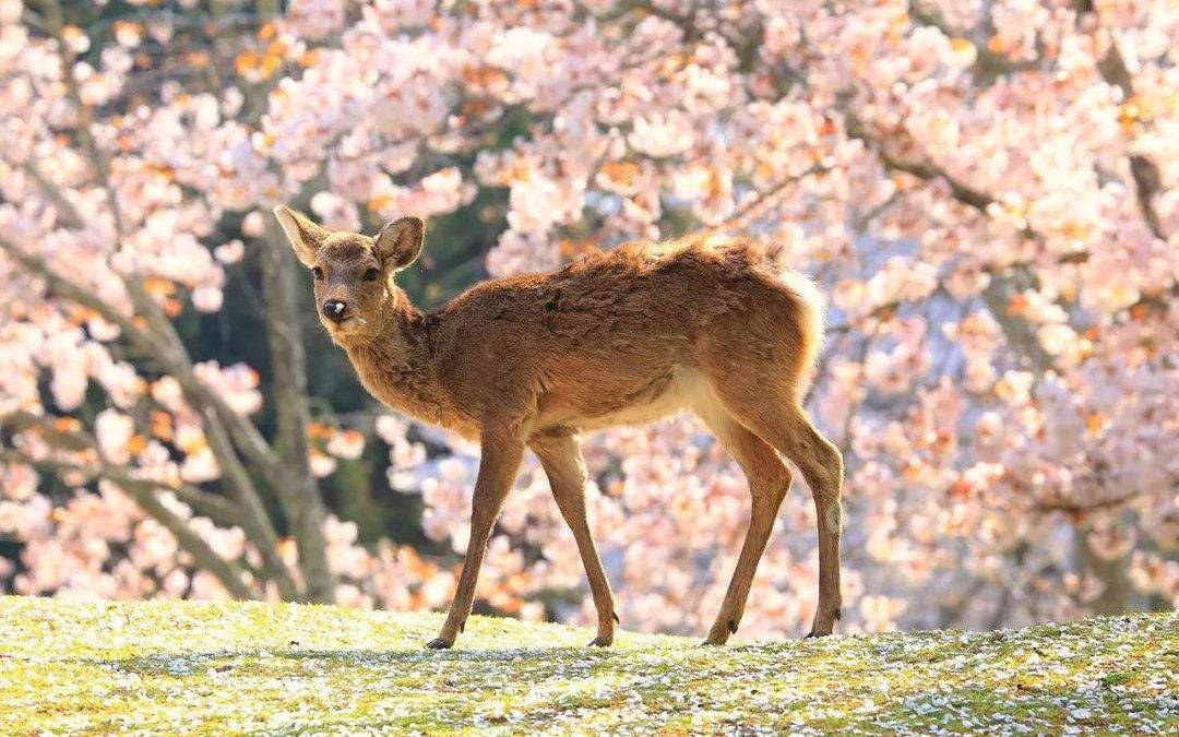 奈良鹿攻击游客 看似可爱温顺实则脾气不小_哔哩哔哩 (゜-゜)つロ