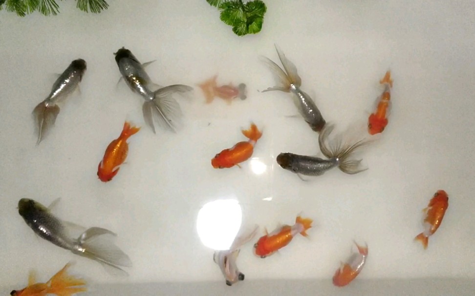 金鱼兰丹凤 兰寿 裙尾龙睛