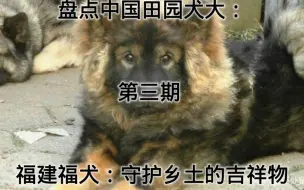 Download Video: 《盘点中国田园犬：第三期 - 福建福犬：守护乡土的吉祥物》