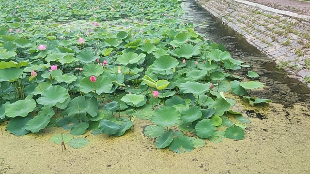 山水绕荷塘