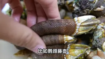 Download Video: 藤壶这种生物有多可怕