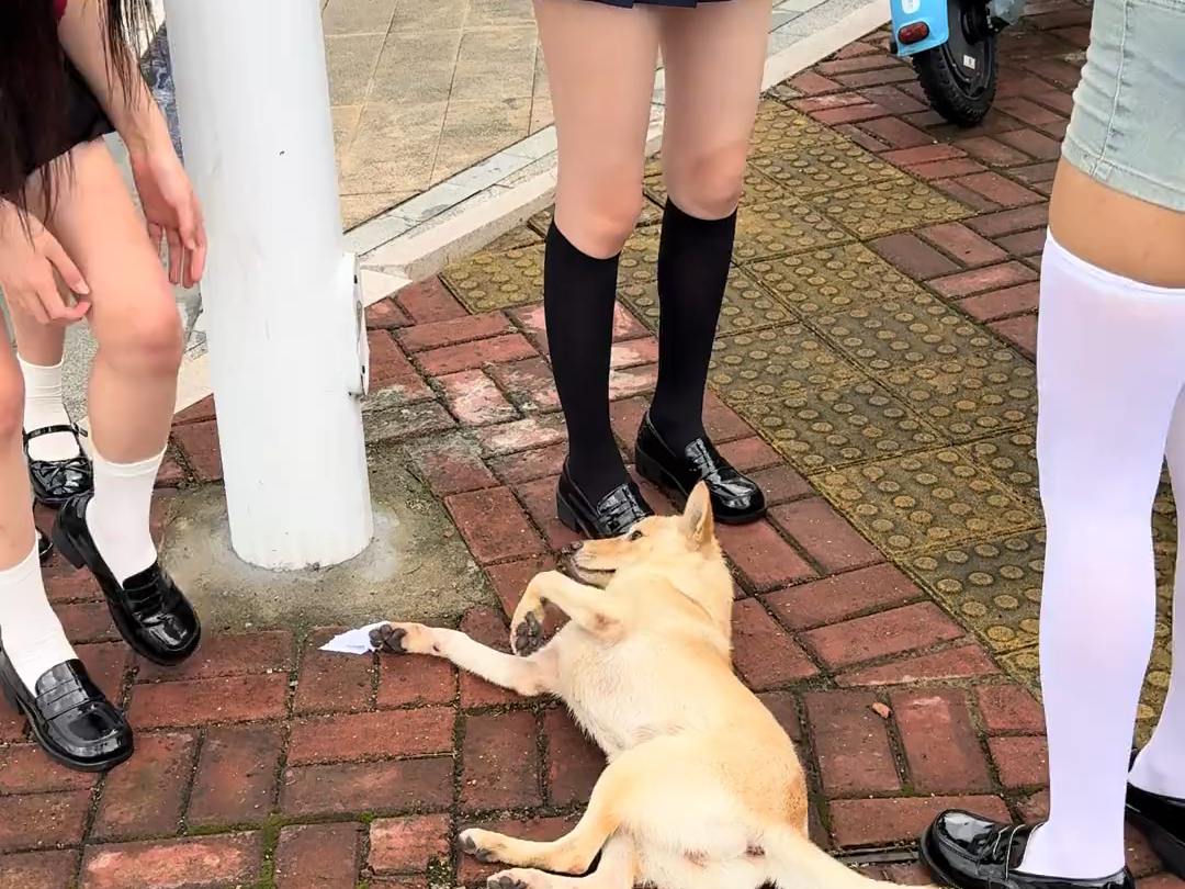 看样子这个也是黄毛