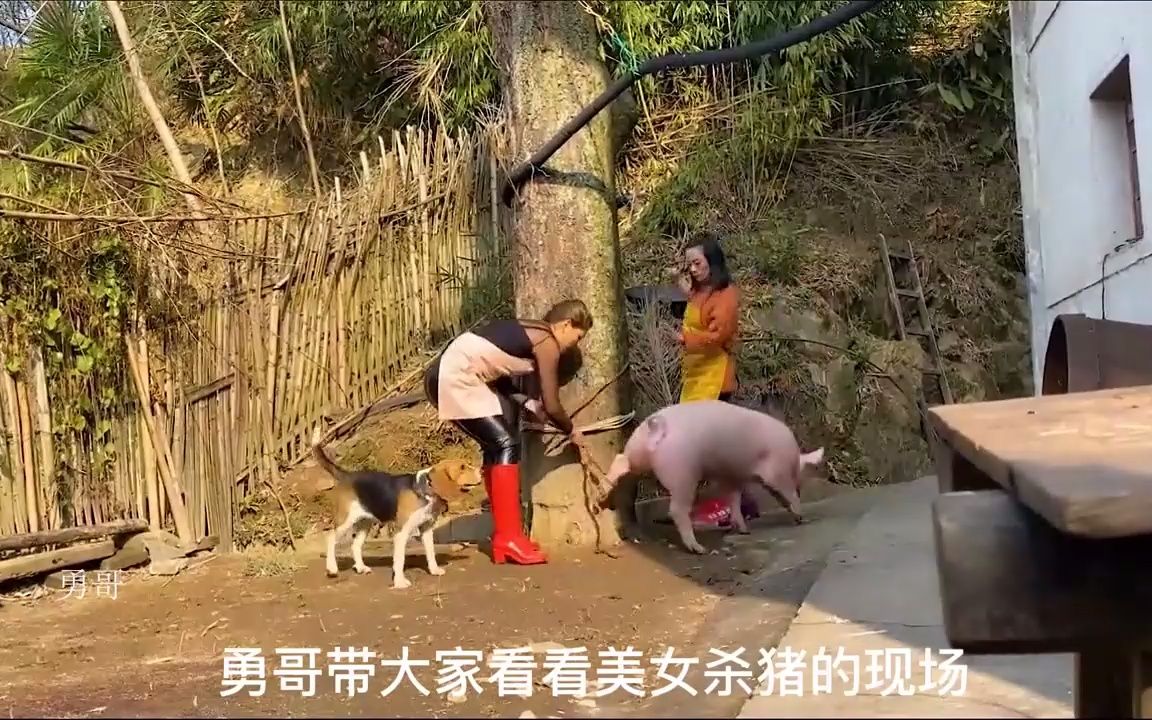 女子杀猪表演图片