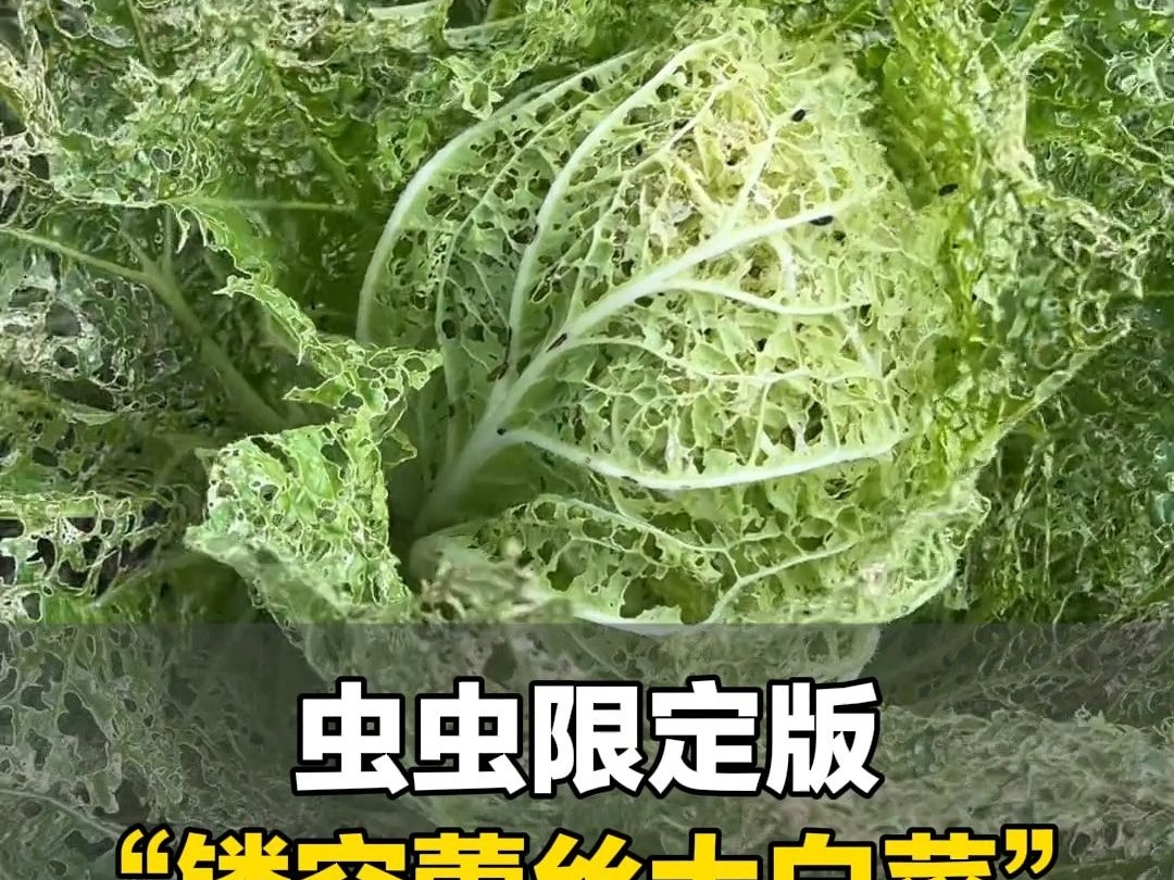 女子分享自家种的天然无公害蔬菜,虫虫限定版“镂空蕾丝大白菜”哔哩哔哩bilibili