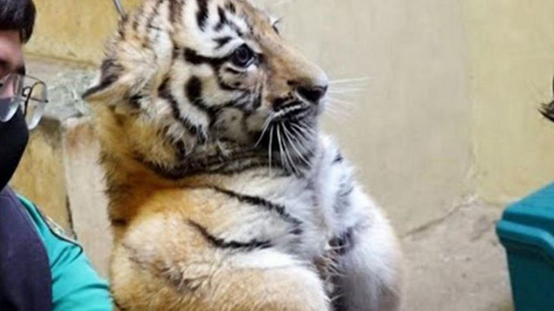 小老虎第一次打疫苗,吓得大气不敢出,虎:完蛋,威严尽失!