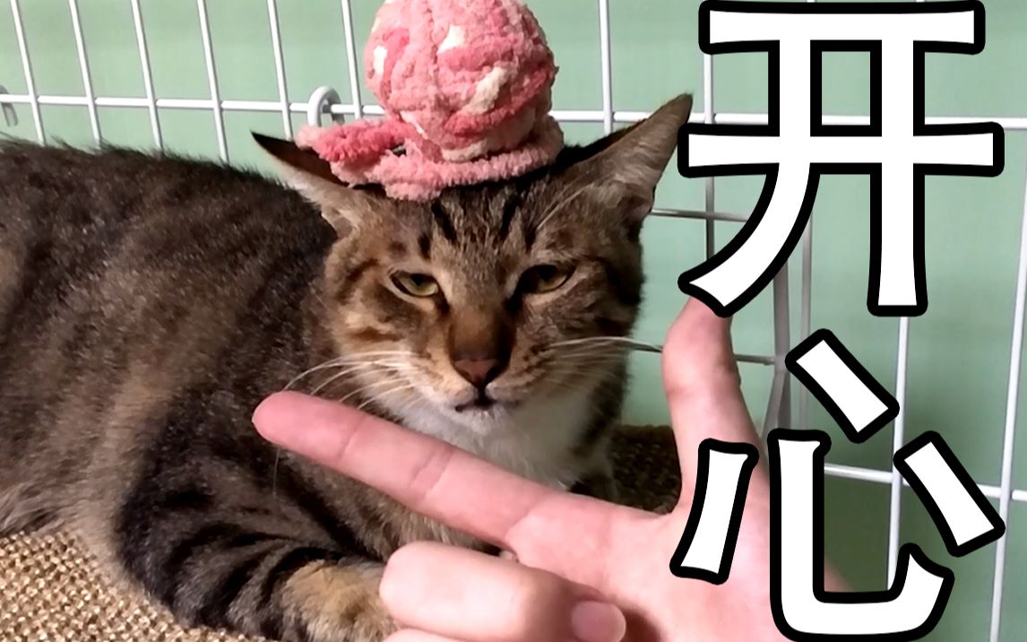 猫猫被割掉蛋蛋后的悲惨生活 【Moooby出品】哔哩哔哩bilibili