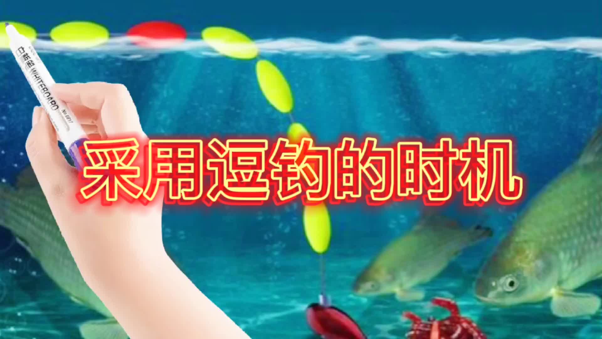 什么是逗钓?适合采用逗钓的时机哔哩哔哩bilibili