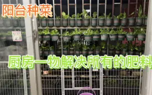 Télécharger la video: 阳台种菜利用废水浇菜，再用厨房一物即省钱又能让菜生得又大又好