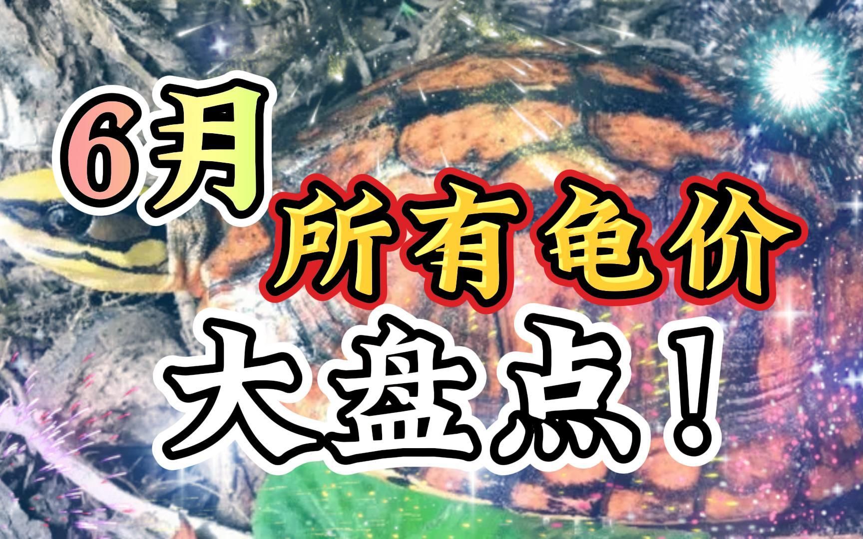 2023年6月市场常见龟类价格大盘点!新手可以参考着入手!哔哩哔哩bilibili