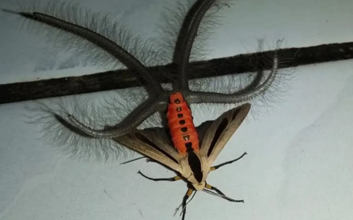 喝了恒河水的蛾~这东西落我身上我能跳一天激光雨!@油兔不二字幕组