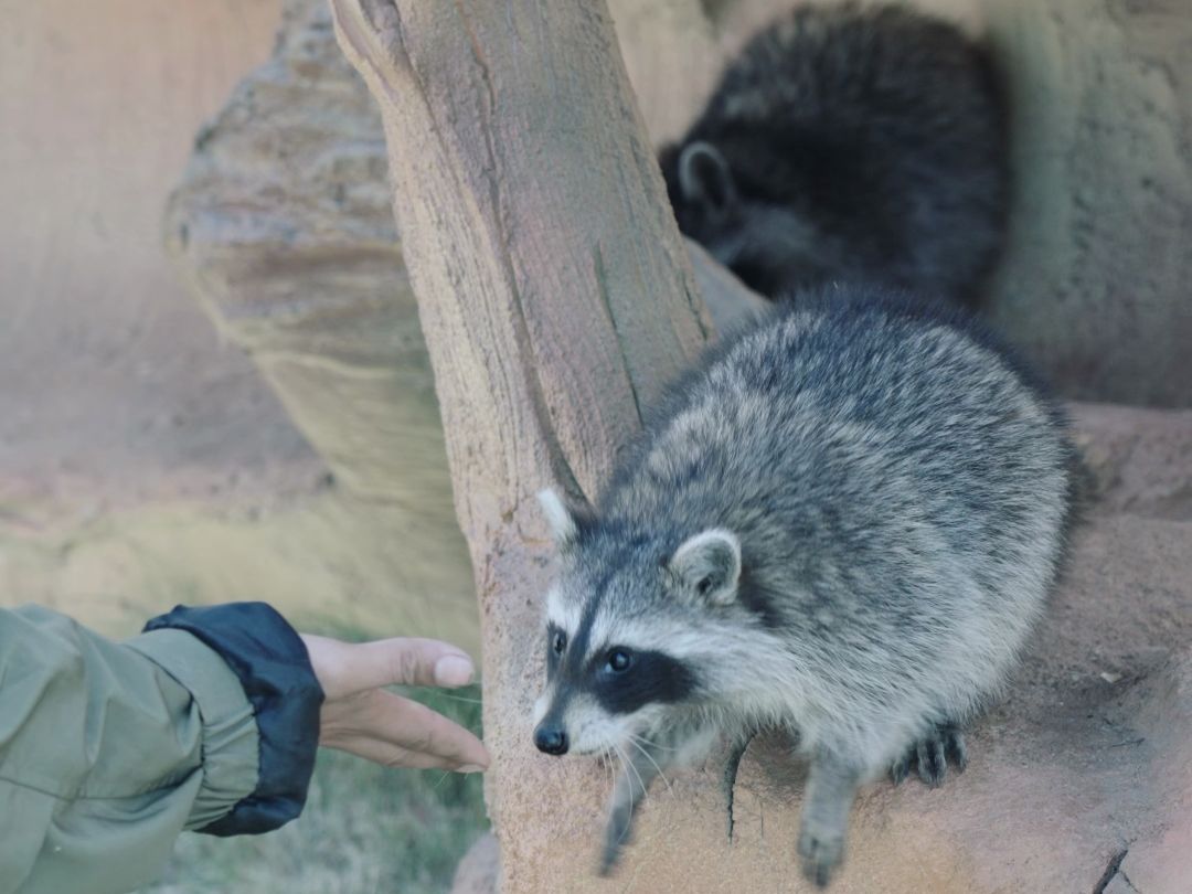 【皖南野生动物园】可爱小浣熊的干饭记