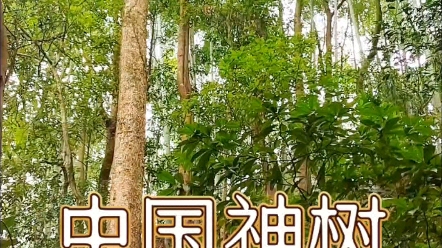 中国的神树你知道吗?又称门前树富贵树,种家门口可驱邪招财哔哩哔哩bilibili