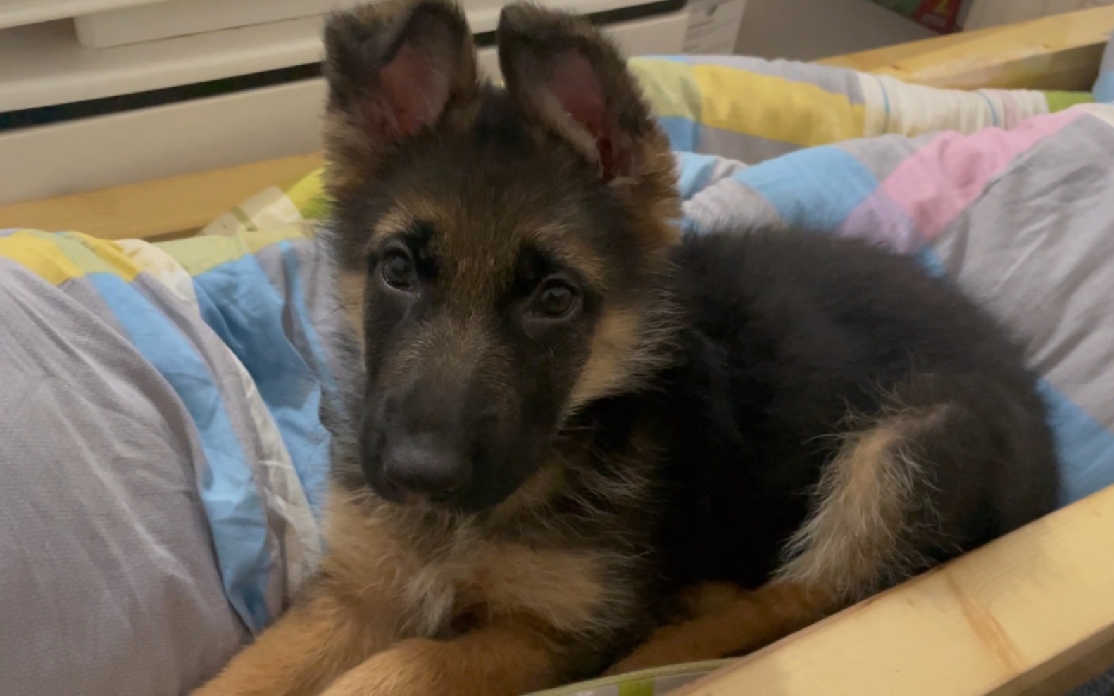 【德牧幼犬】德芙歪头杀来啦