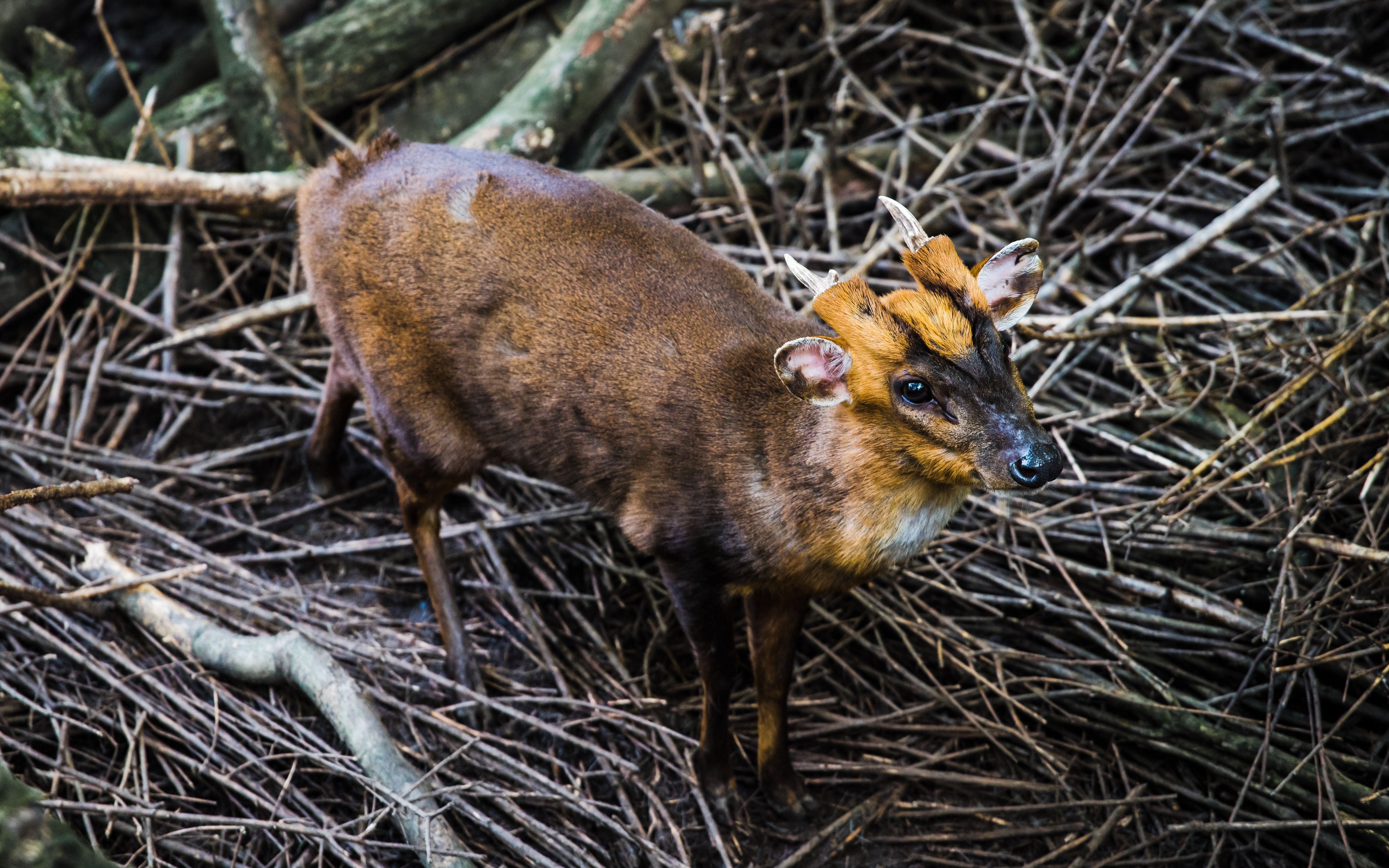 来看看可爱的小鹿吧