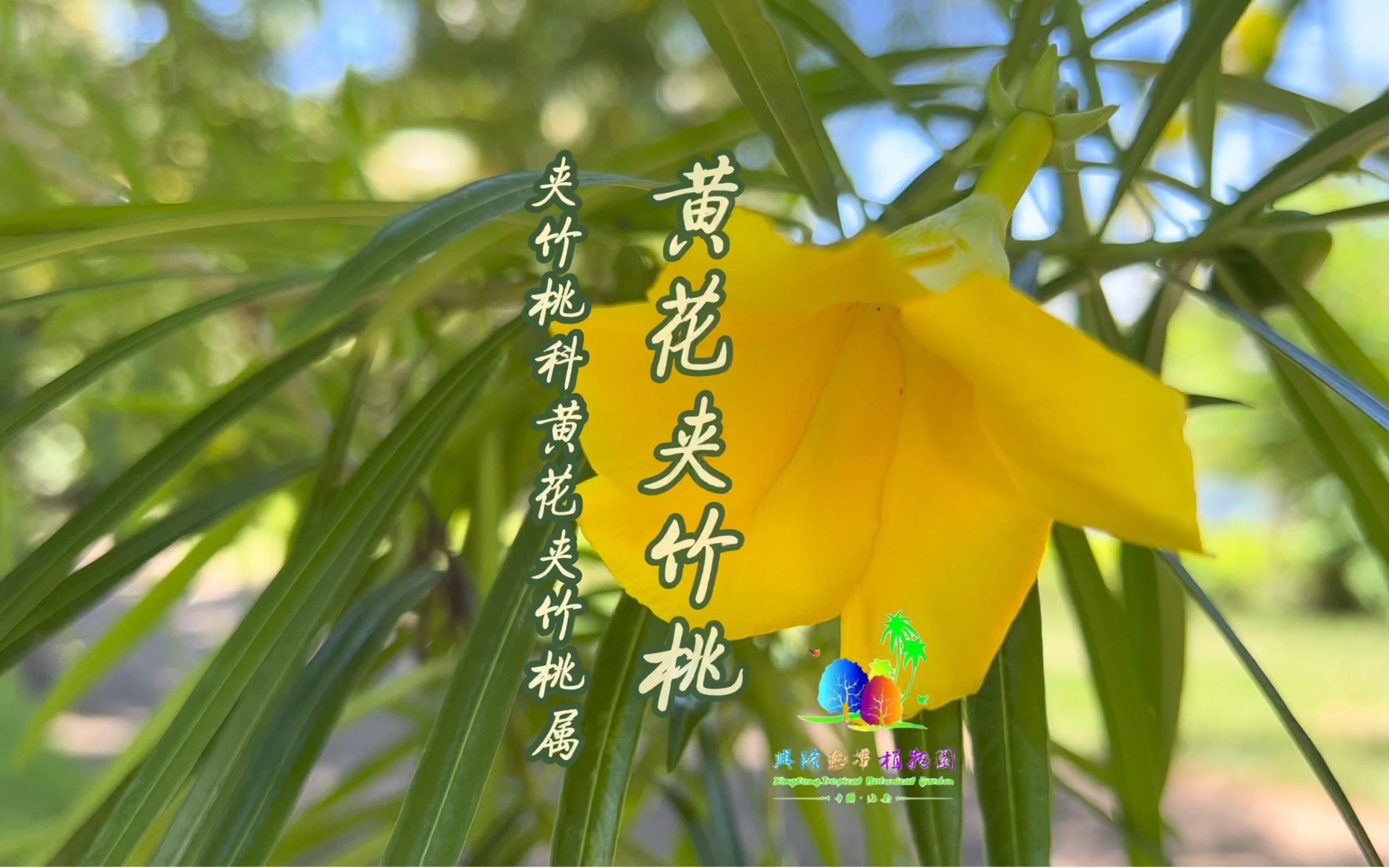 [图]常见的绿化植物———黄花夹竹桃