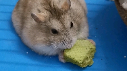 努力干饭的小黑胖子