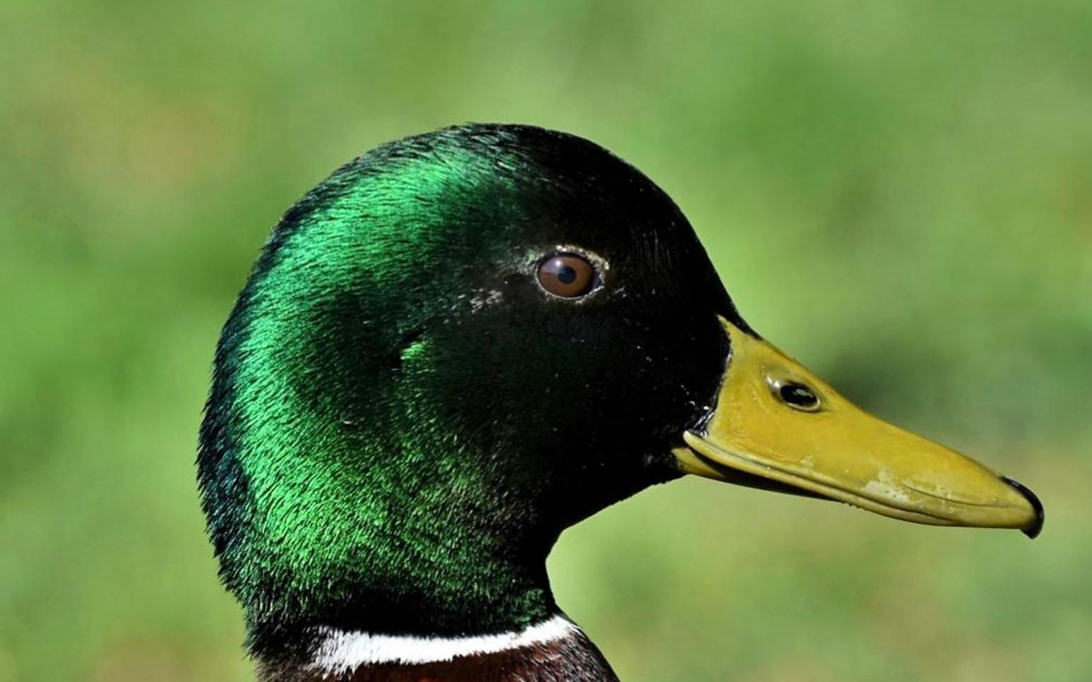 红楼梦里的凫靥裘是为何物?