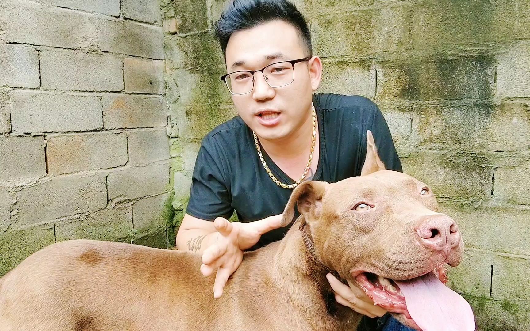 [图]巨型比特犬会像网传的那么暴力吗？猛犬主人说出扎心实话