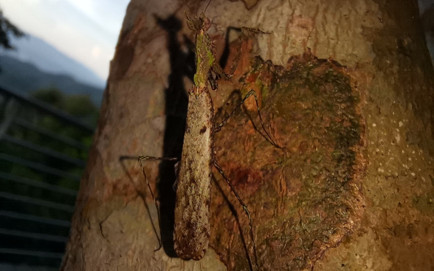 细足螳科.角螳属-海南角螳