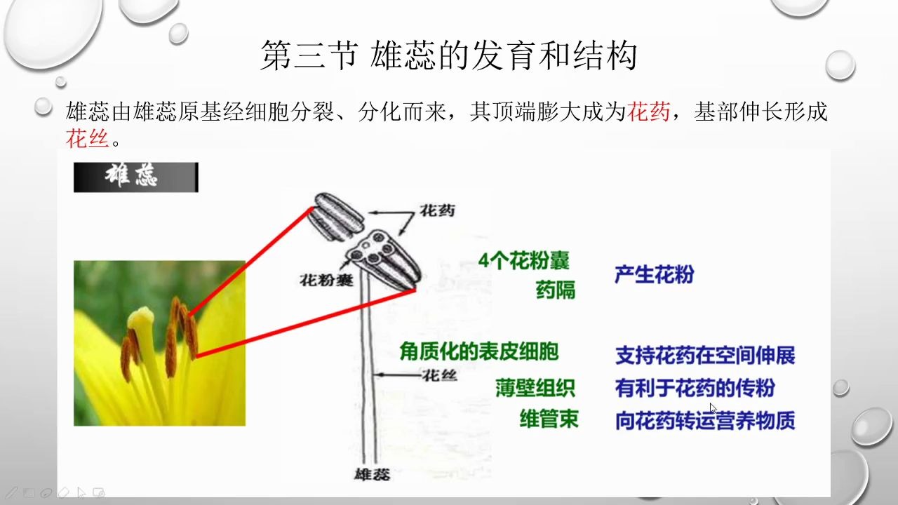 [图]第八章 植物的生殖器官花2