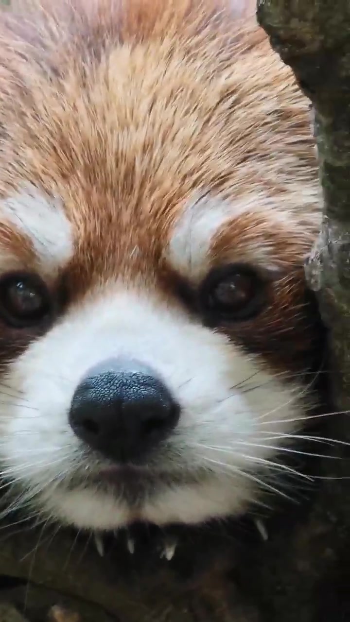 小熊猫你看小熊猫的鼻孔在扩张