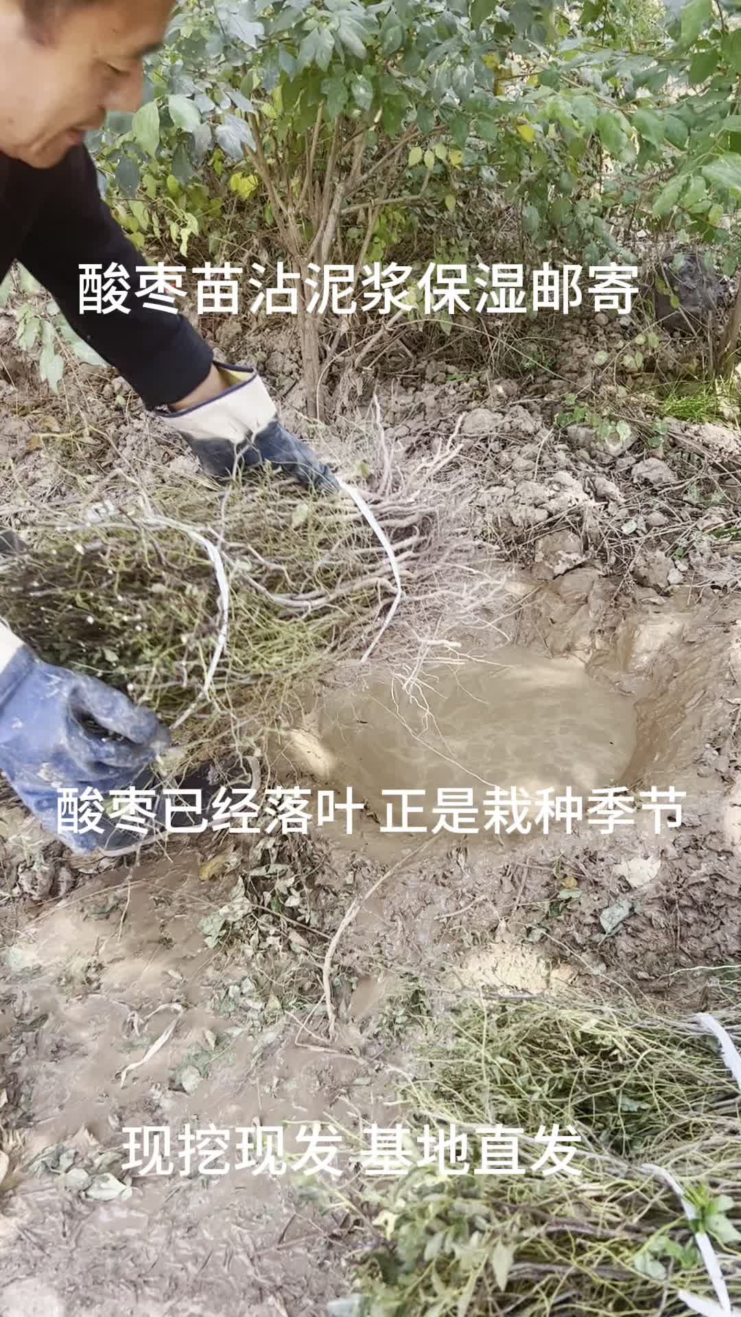 酸枣苗沾泥浆保湿邮寄,现挖现发基地直发,酸枣已经落叶,正是栽种季节 #酸枣苗 #酸枣种植 #晋酸三号酸枣苗哔哩哔哩bilibili