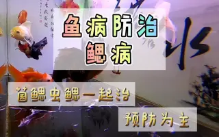 鱼鳃病 搜索结果 哔哩哔哩弹幕视频网 つロ乾杯 Bilibili