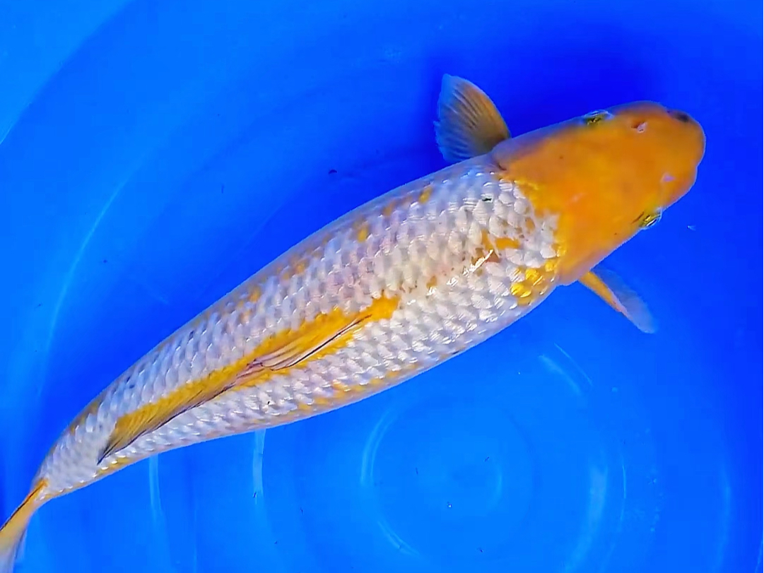 吉起鲤银鳞落叶锦鲤,两岁六十公分观赏鱼.