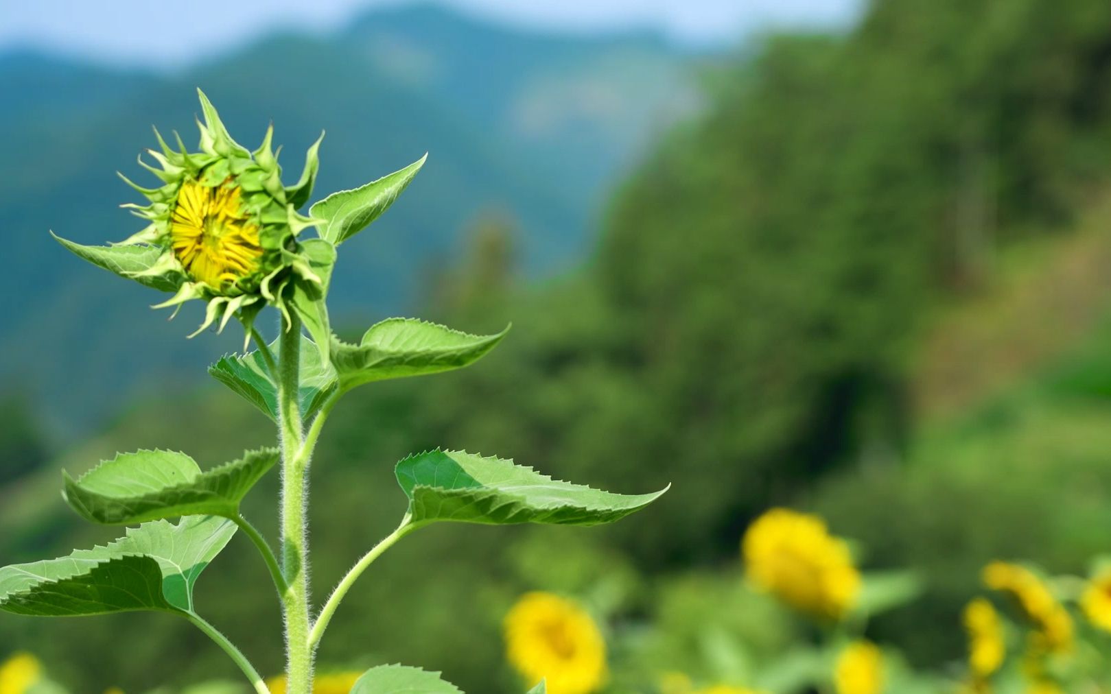 【黄山花事61向日葵】青青园中葵,朝露待日晞.