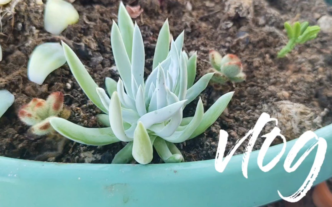 vlog 48 今天吃到了很好玩的果冻