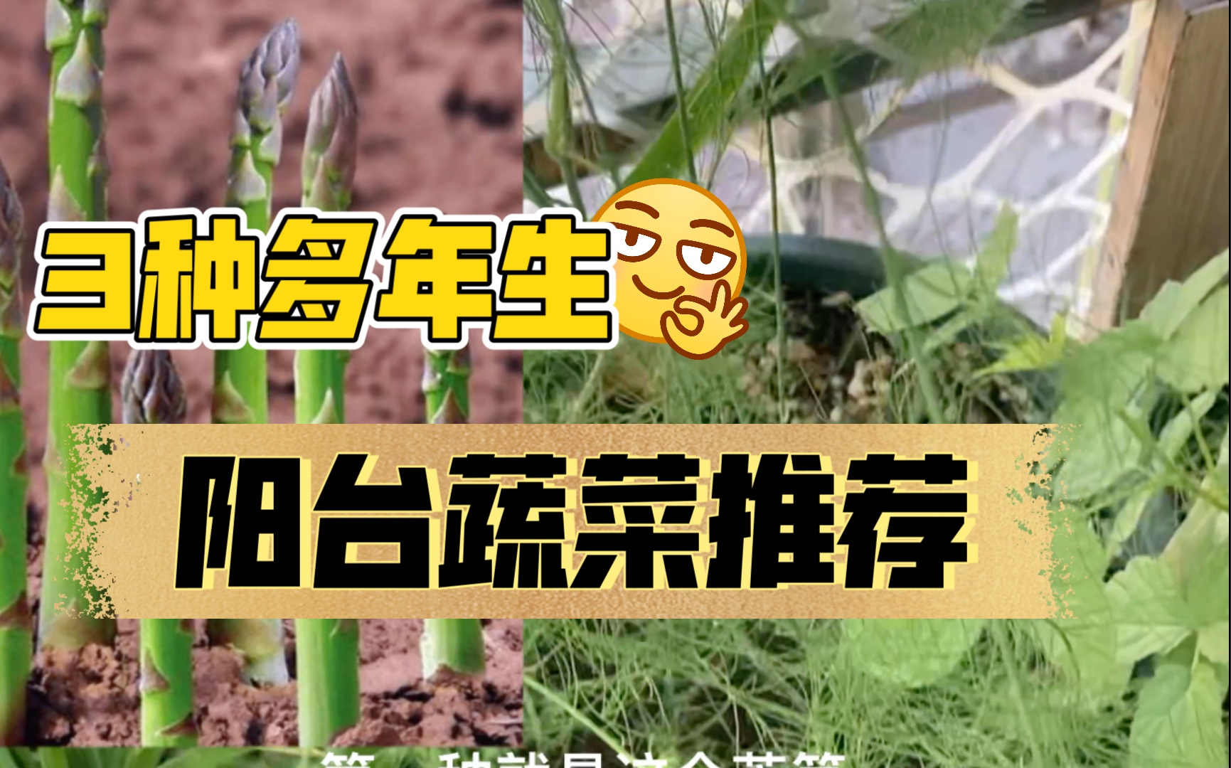 [图]【No.35】种一次吃多年的阳台草本植物蔬菜~懒人推荐菜~韭菜芦笋和黄花菜 对阳台党也很友好的菜