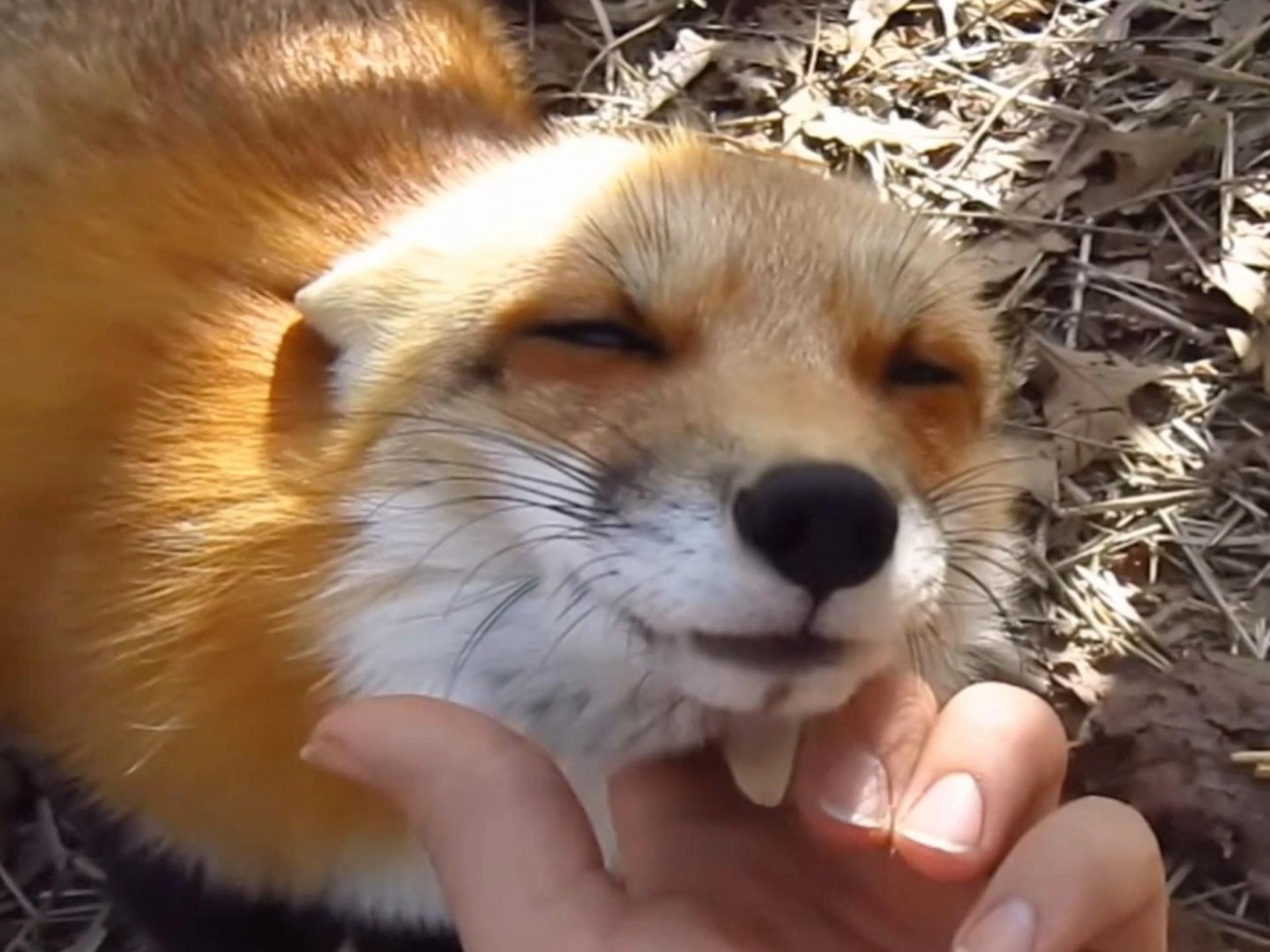 小狐狸不吵不闹享受主人的抚摸