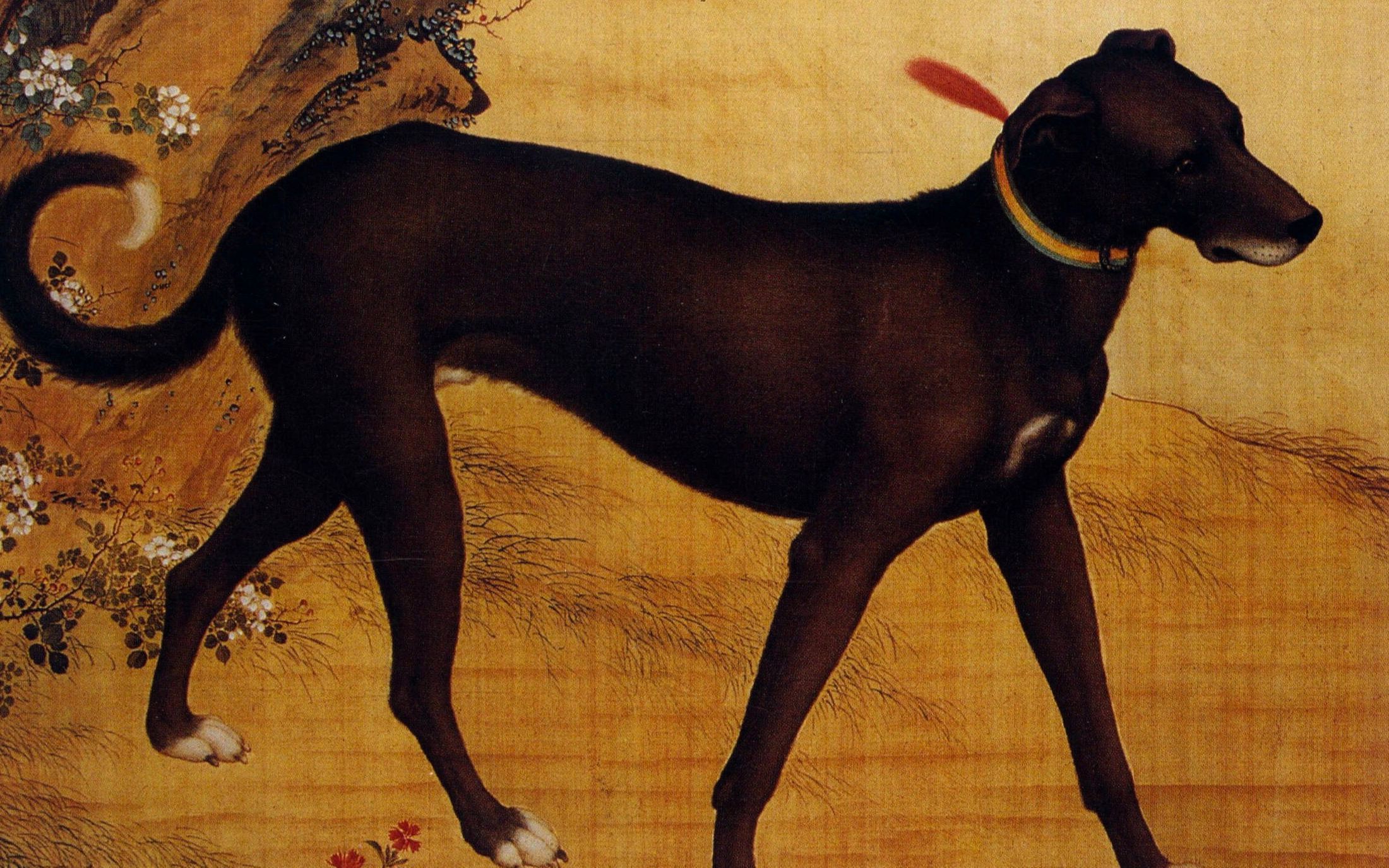 动历史古代威风无比的中国细犬如今为何快绝种了