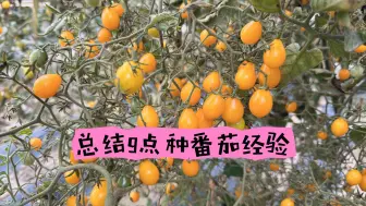 Download Video: 番茄拔园了，总结9点种植经验，全面实用，大家可以参考