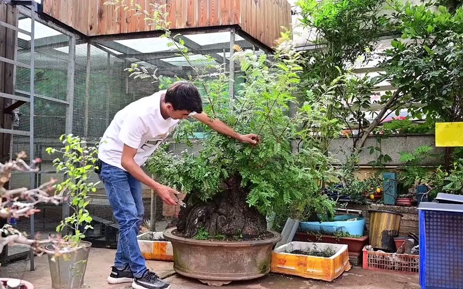 绿油油的清香木盆景,剪完叶子是什么样的?为什么要剪光呢?