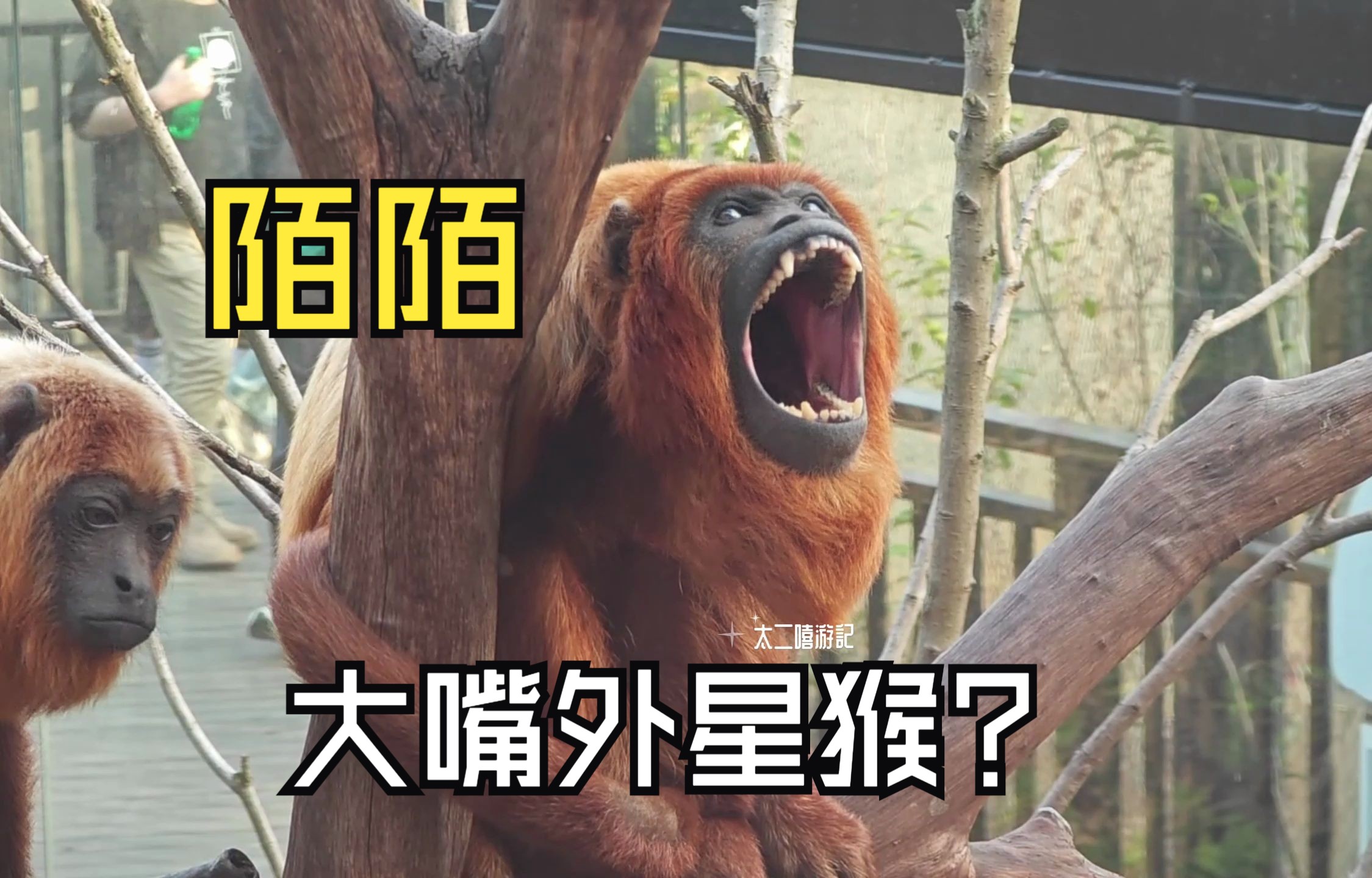 这种猴子一般人真没见过好似外星生物红吼猴陌陌