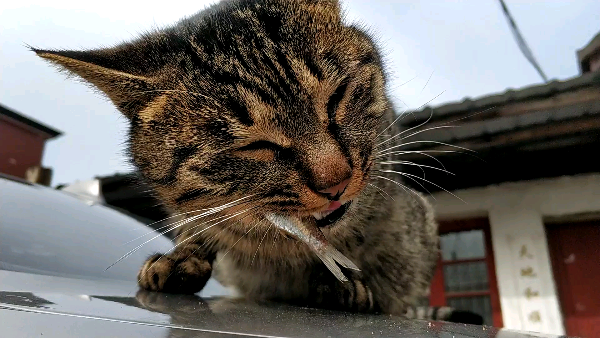 【狸花猫】吃小鱼(高清