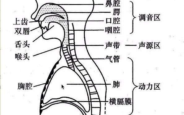 语音课1发音器官解读哔哩哔哩bilibili