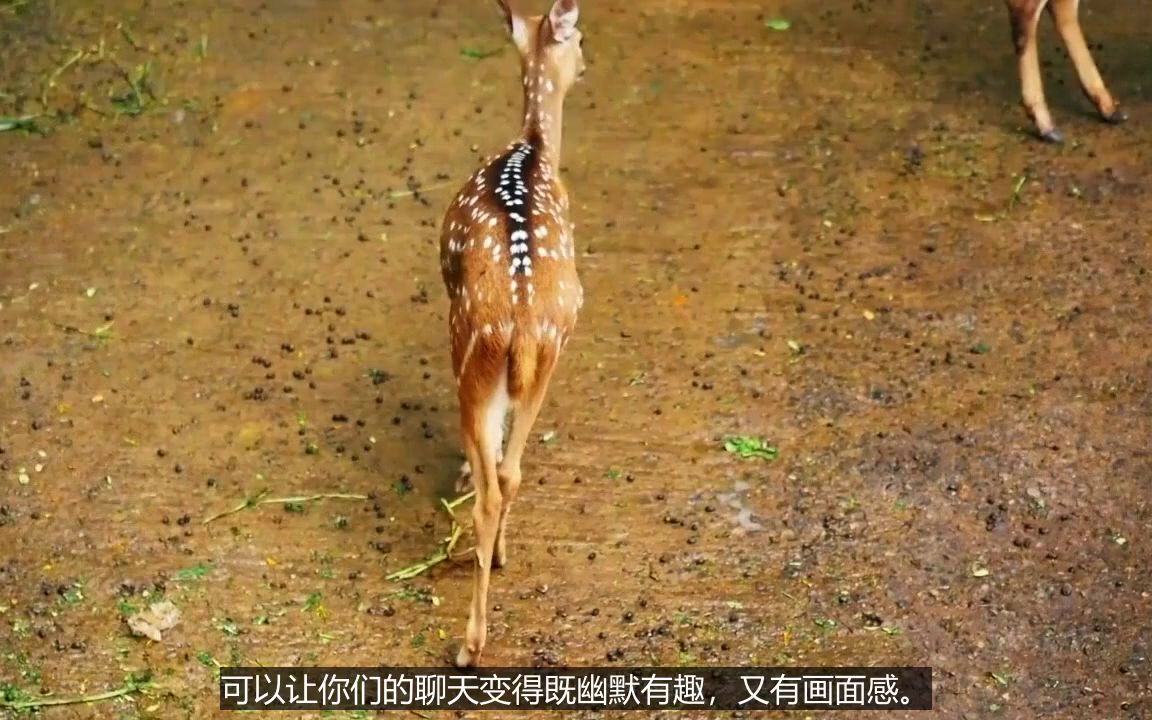 销售微信聊天技巧和话题舔狗聊天技巧哔哩哔哩bilibili