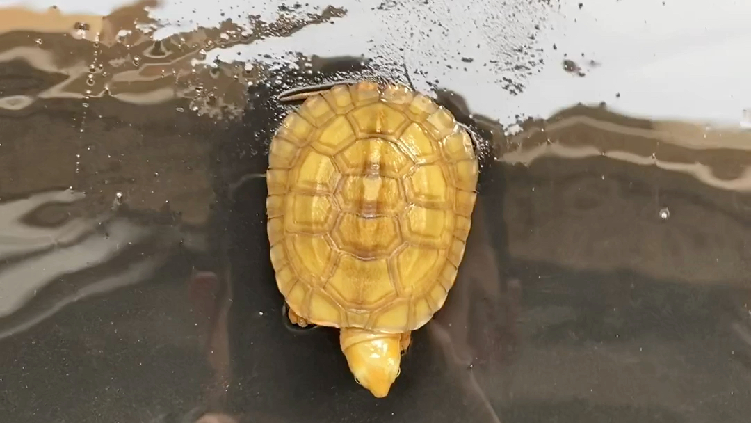 皖南纯种黄喉龟,标准安徽小青,朋友圈jdziyi